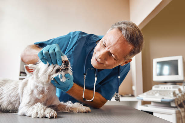 Best Emergency Tooth Extraction  in Kenilworth, PA